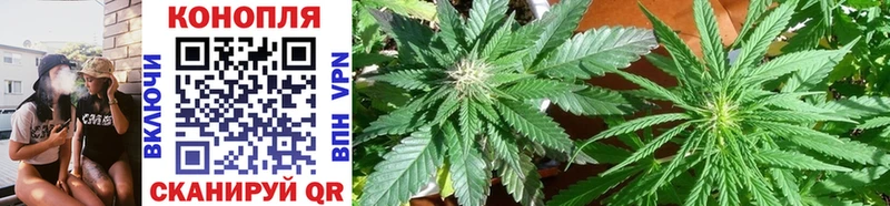 Купить где  Багратионовск  Конопля OG Kush 